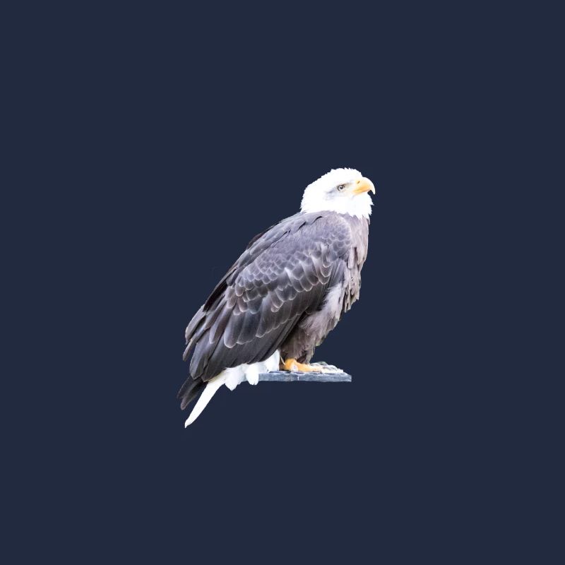 Aigle