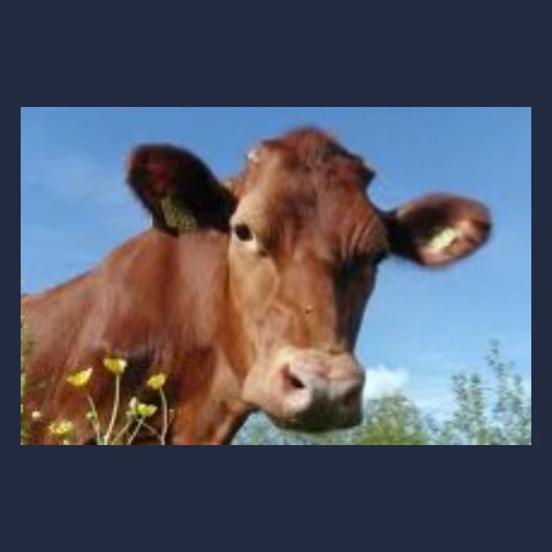 vache