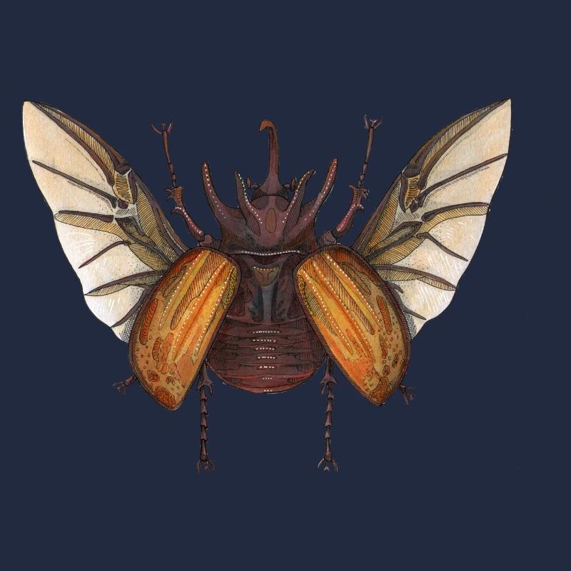 Big Beetle Stag - fauve géant de coléoptère brun