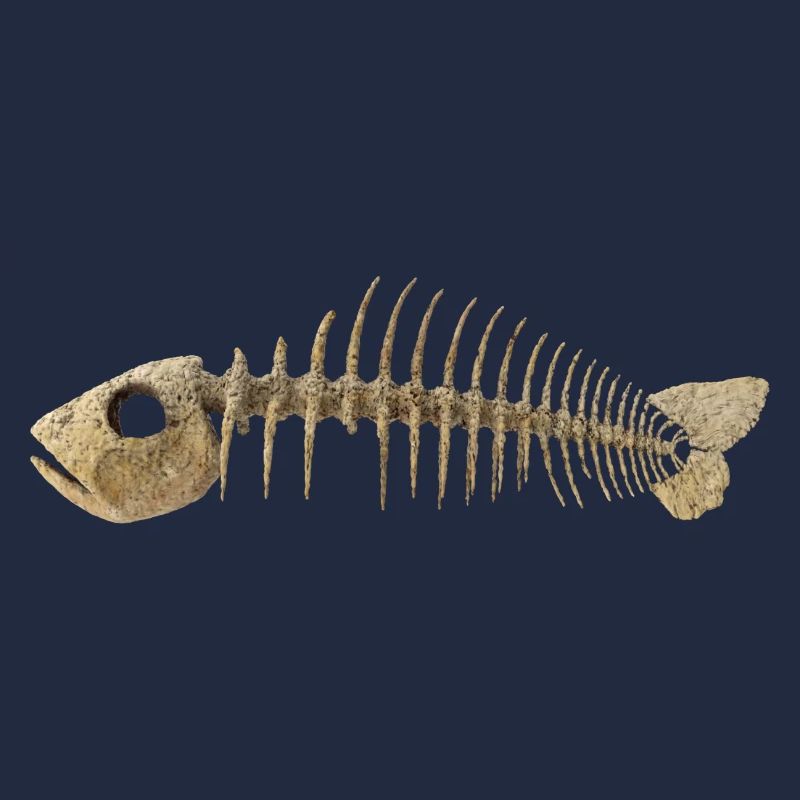 Fisch Gräten - Fish Skeleton Fish bone