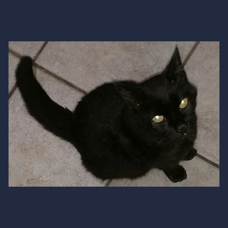 Chat noir