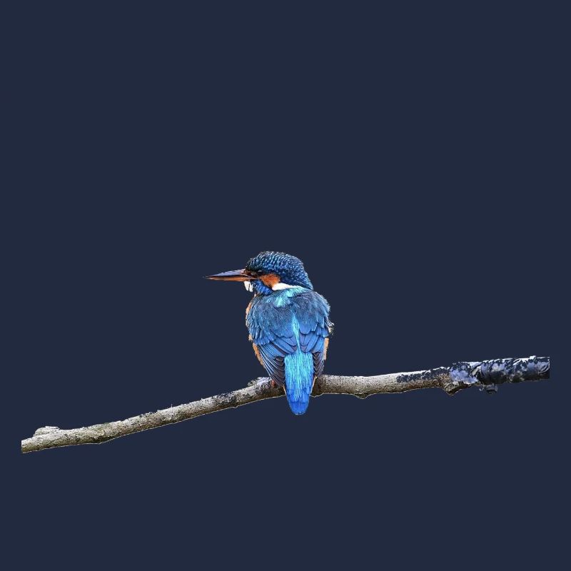 EISVOGELVOGEL