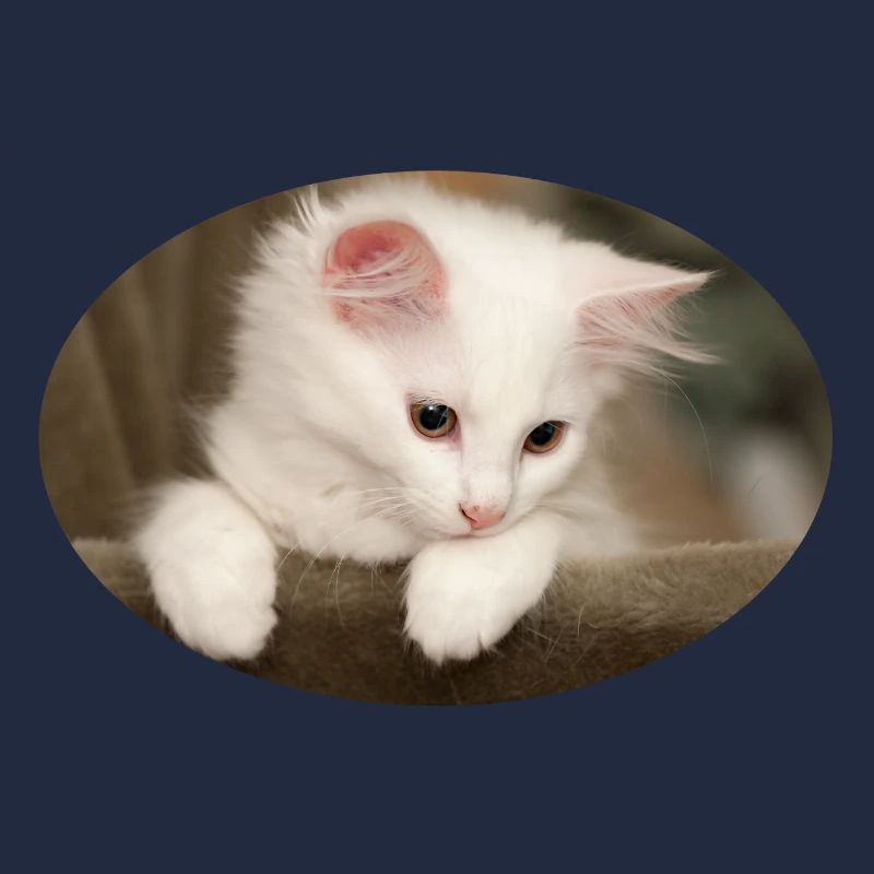 Chaton