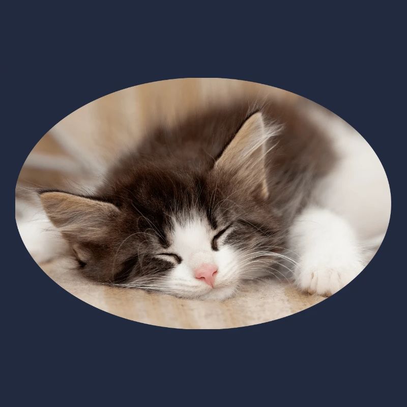 Chat endormi