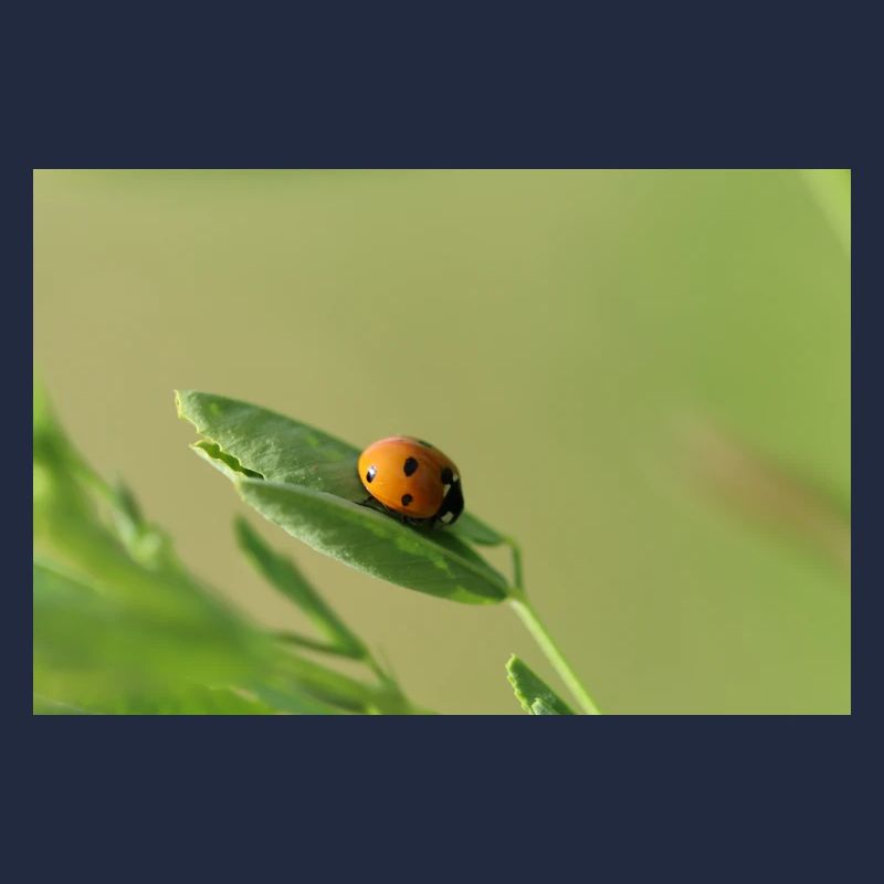 Coccinelle Coléoptère May Beetle