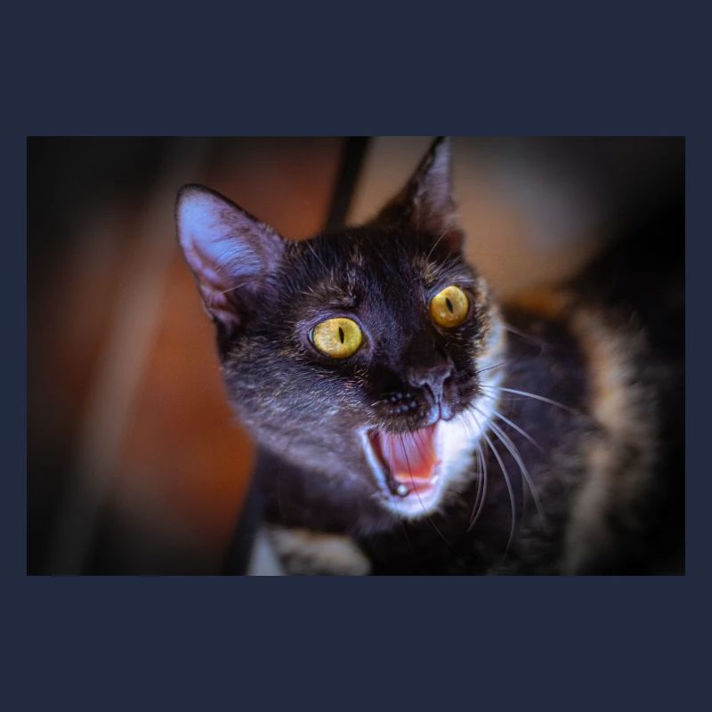 mon drôle de chat