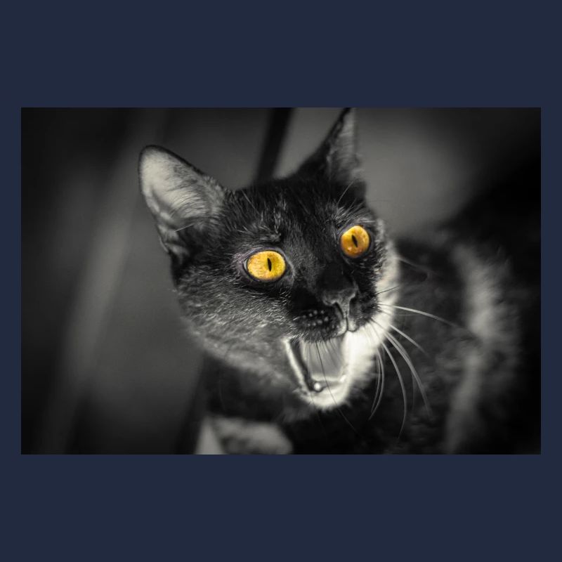 mon drôle de chat