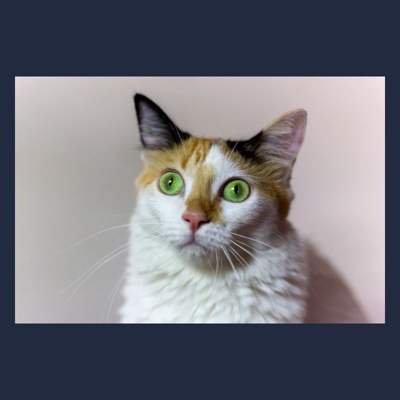 le chat