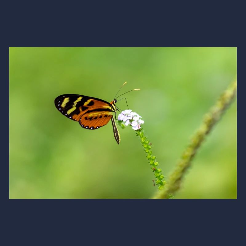 le papillon sur la fleur