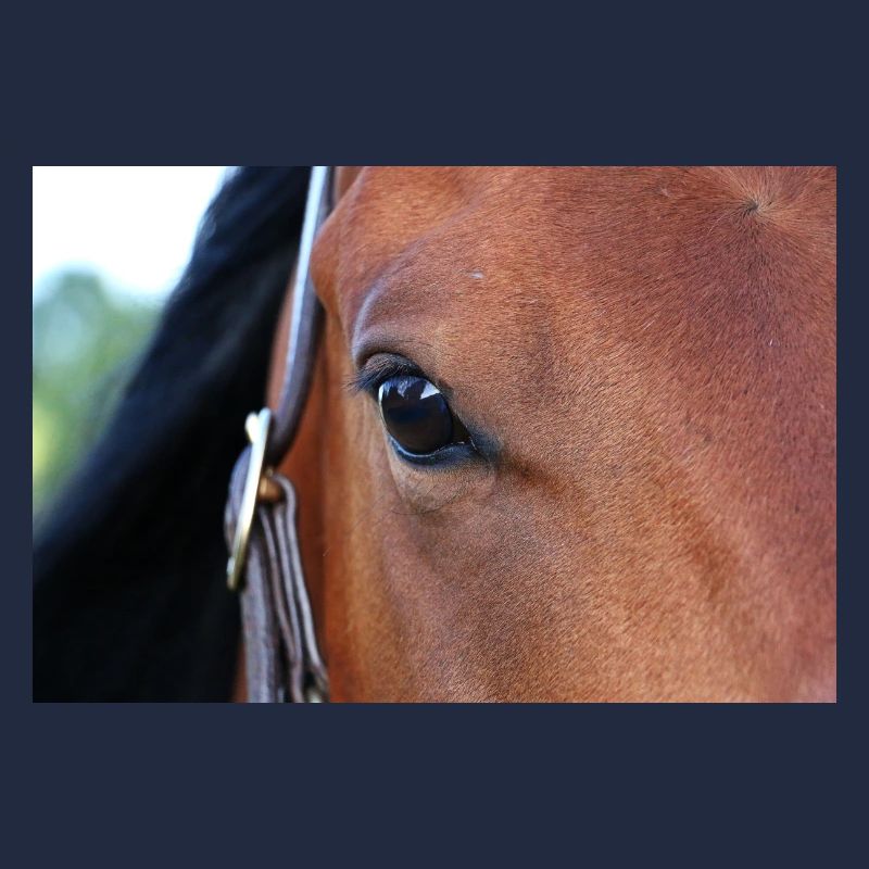 Oeil de cheval