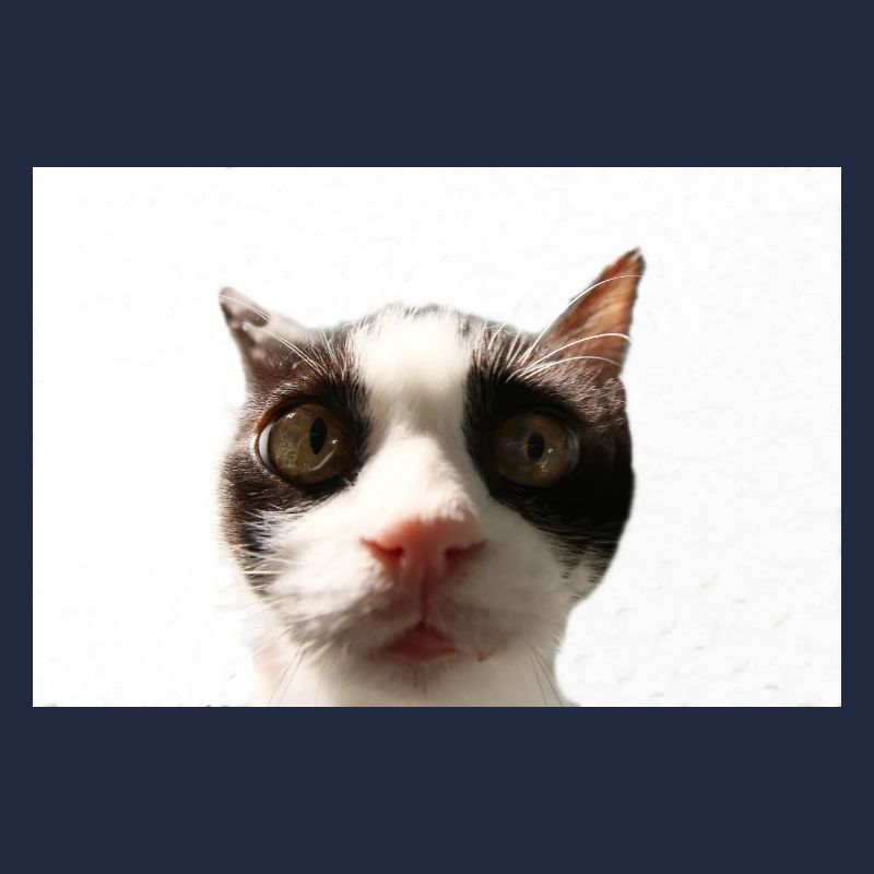 Katze
