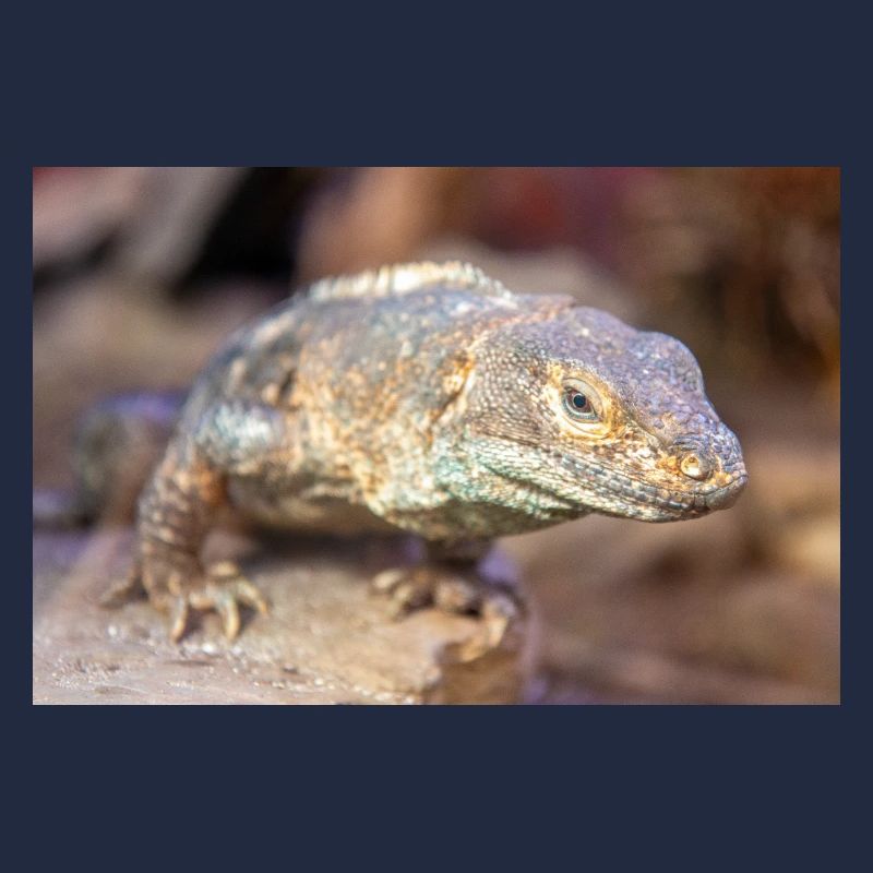 black iguana also black ctenosaur also black spiny