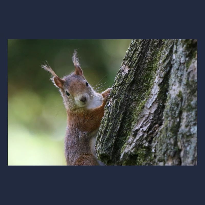 Eichhörnchen,Isibat