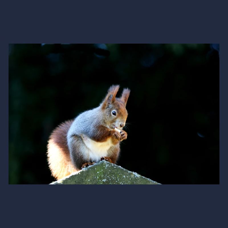 Eichhörnchen, Isibat