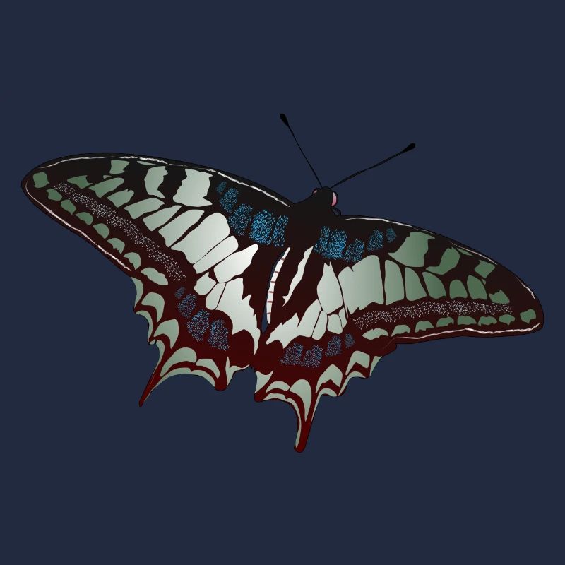 Butterfly Schmetterling Schmetterlinge