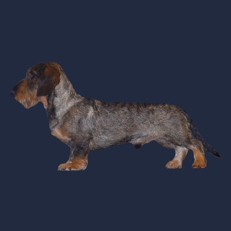 Dackel Rauhaar Dachshund Jagdhund Geschenkidee