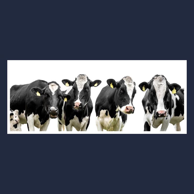 Cows!