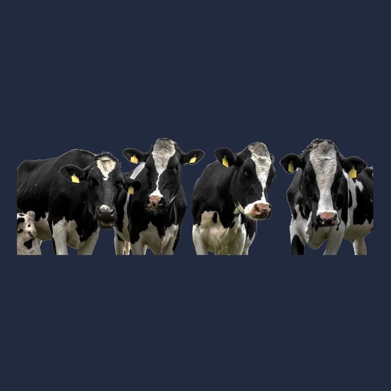 Vaches. vaches