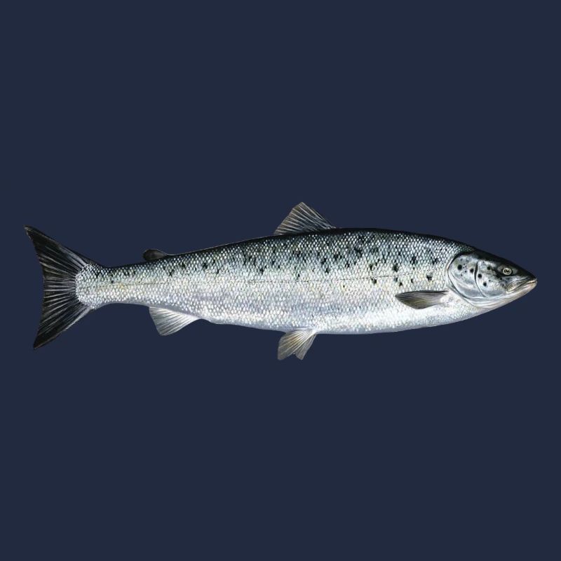 Lachs