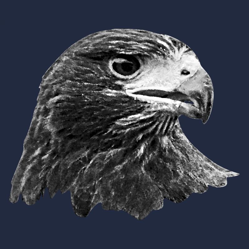 Eagle, hawk, buzzard, gray