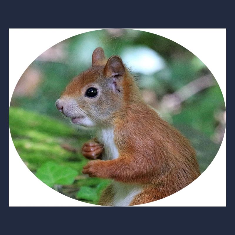 Eichhörnchen, Isibat