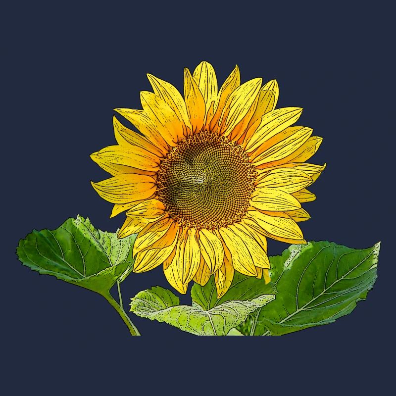 Sonnenblume