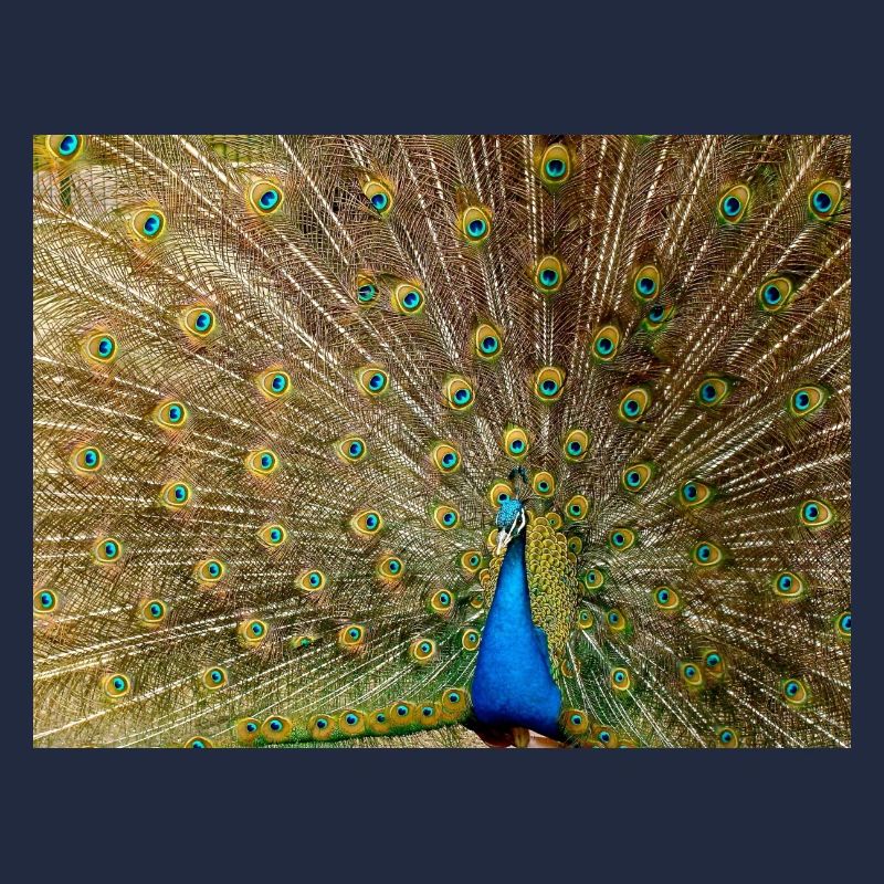 Peacock with feather splendour