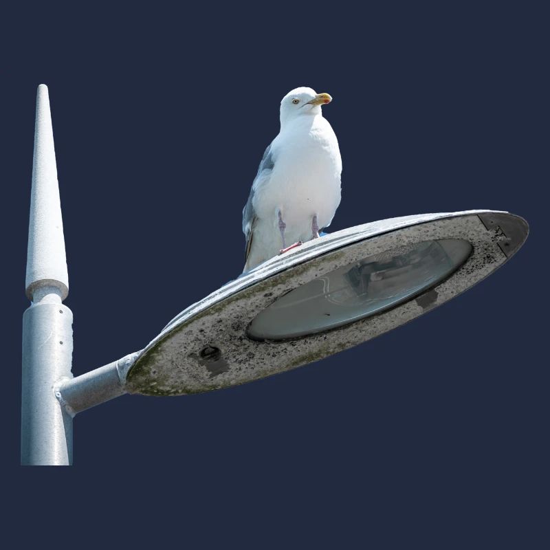 Möwe auf einer Lampe Post