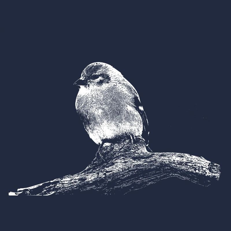 Little Bird