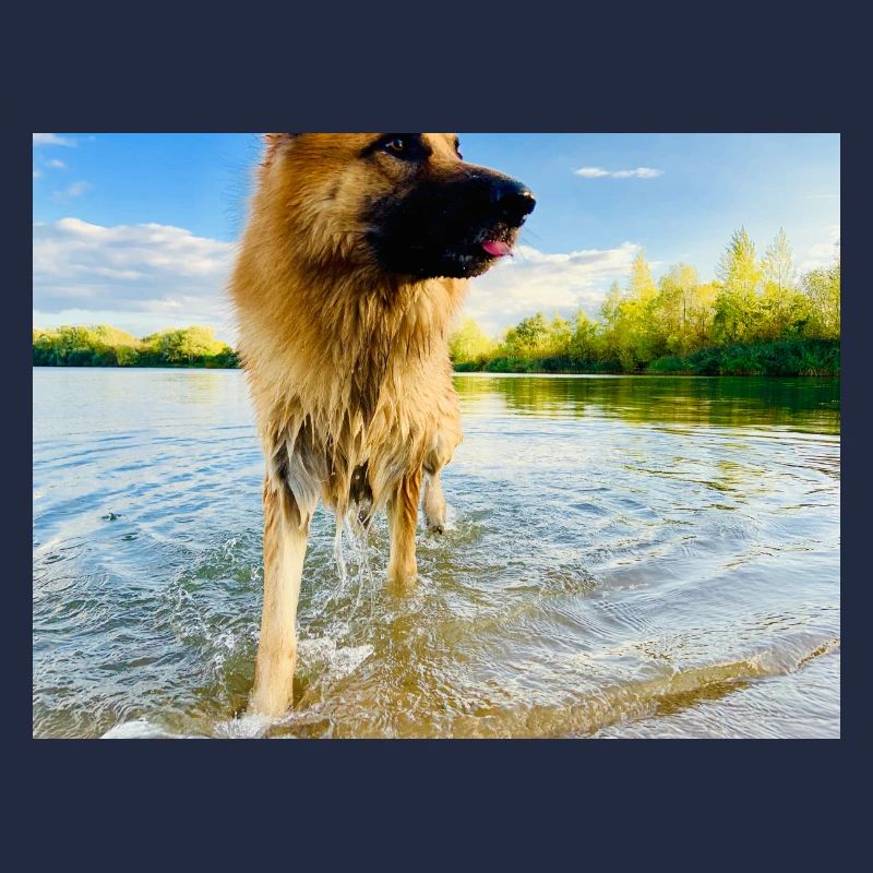 Altdeutscher Schäferhund