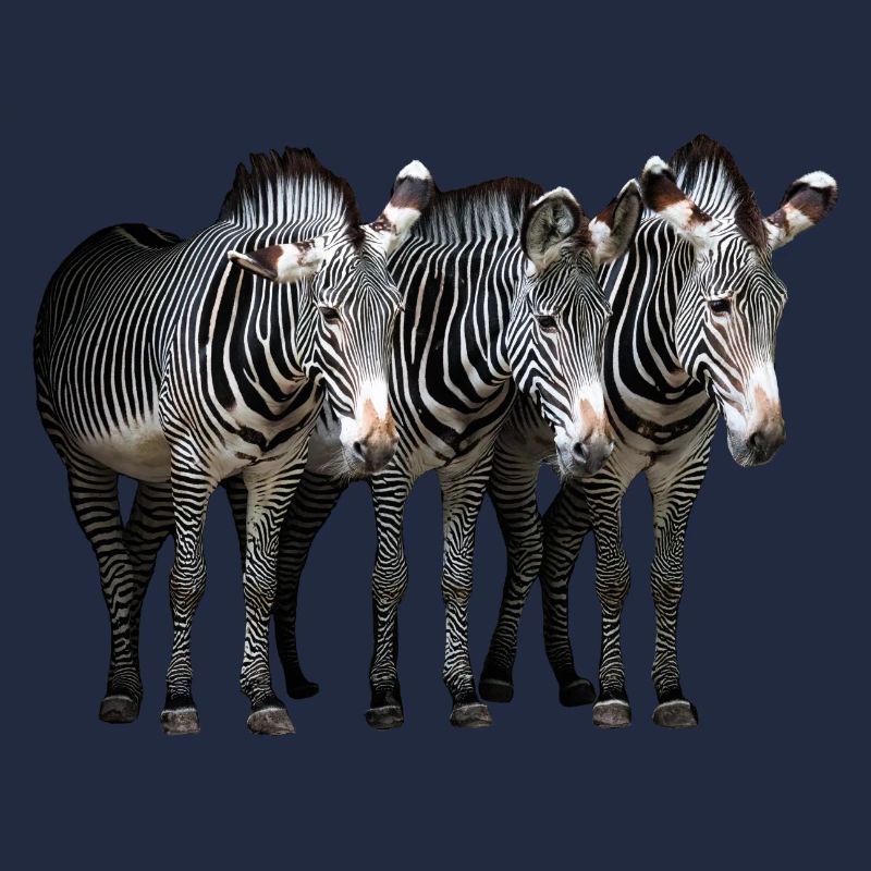 Three zebras