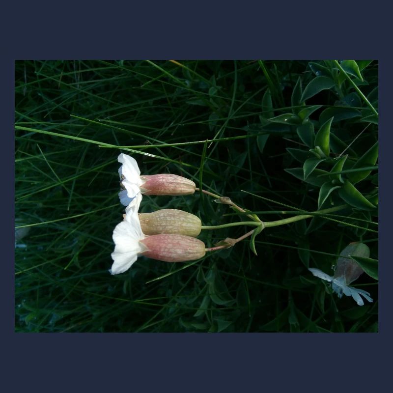 Fleur couchée par le vent