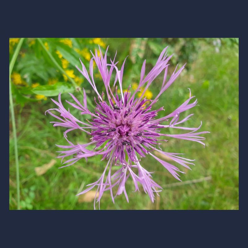 centaurée aussi centaurea Skabiosen-Flocken