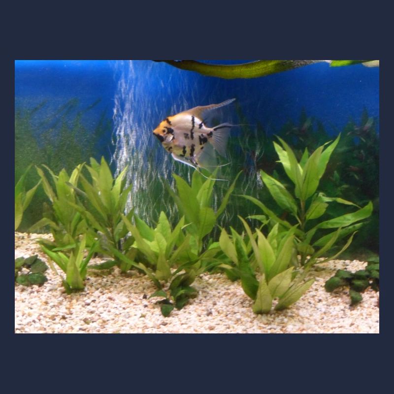 Poisson