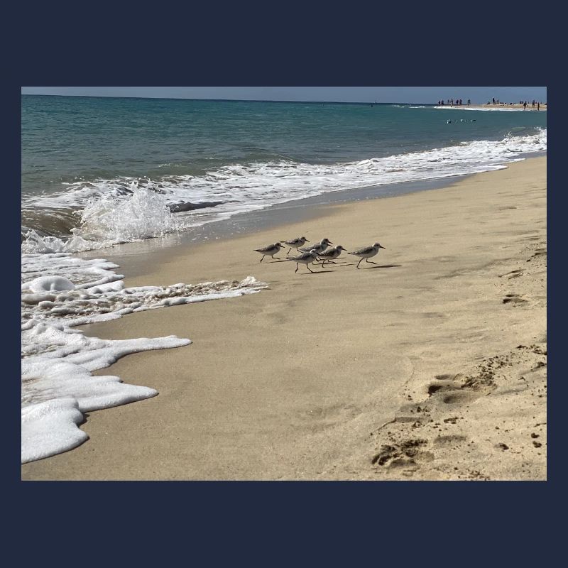 Run Bird run