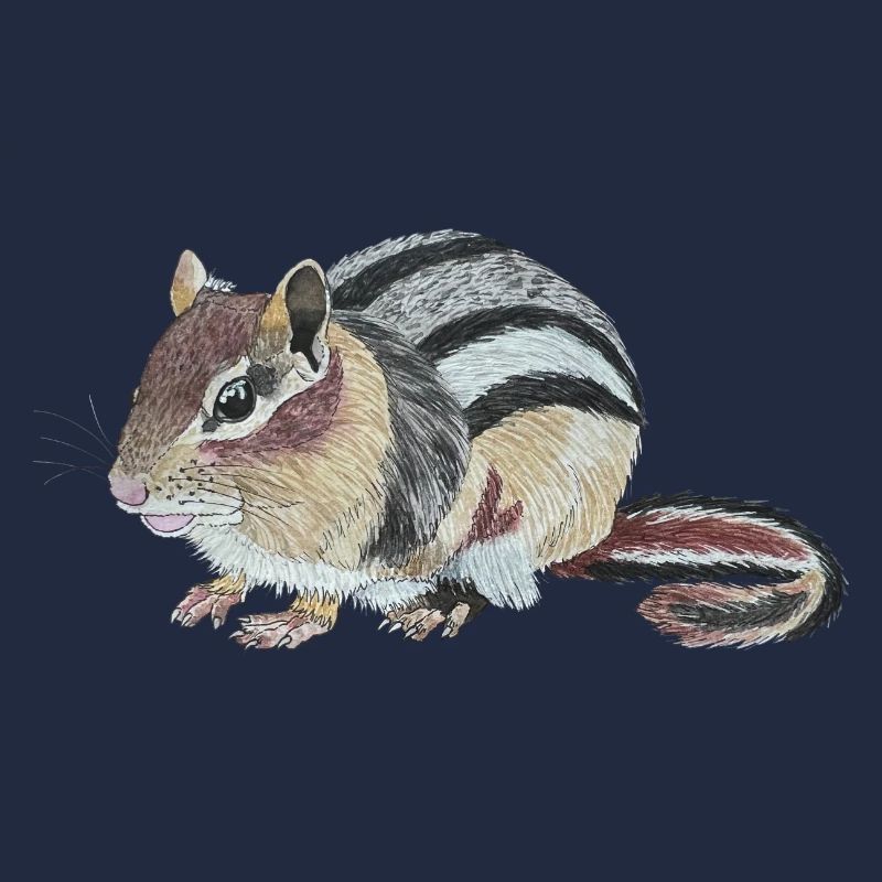 Chipmunk Chipmunk Cheek Squirrel Burunduk