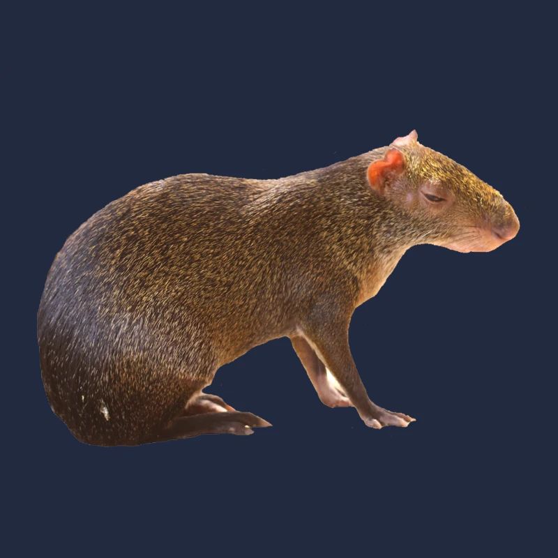 Agouti 4