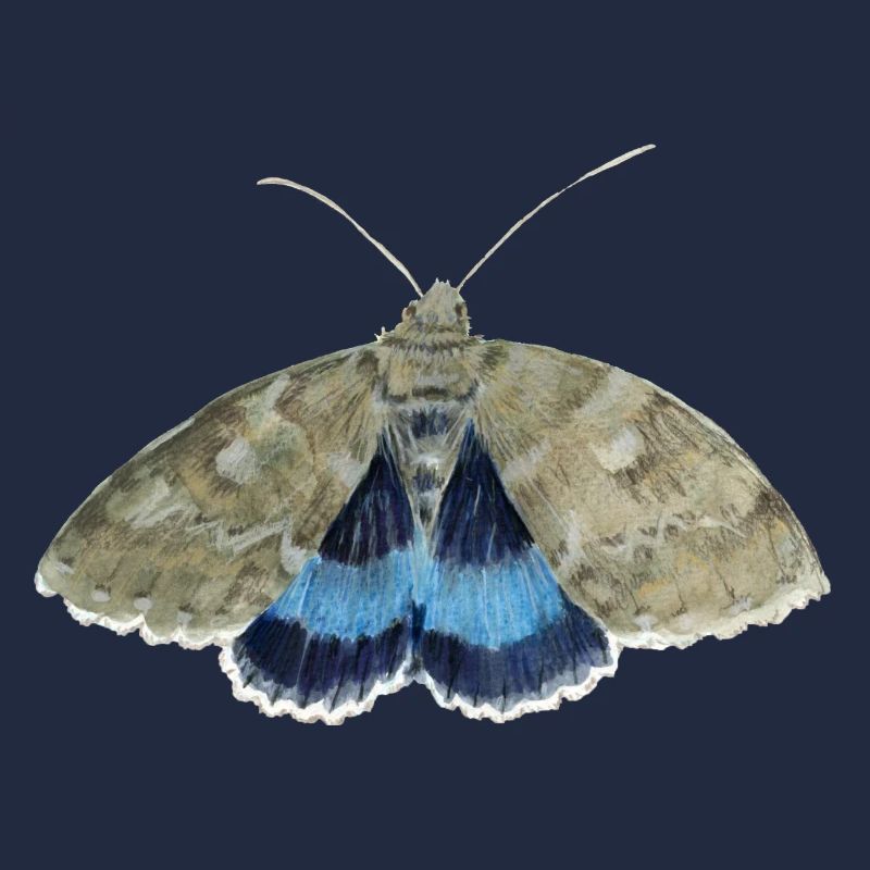 Sous-aile bleue