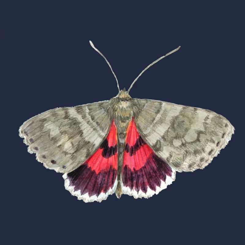 Red underwing