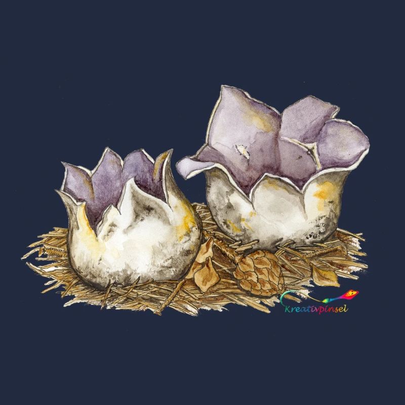 Crown cup (Sarcosphaera coronaria)