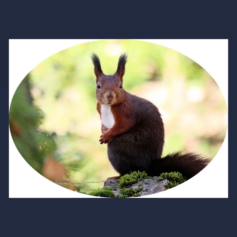 Eichhörnchen, Isibat