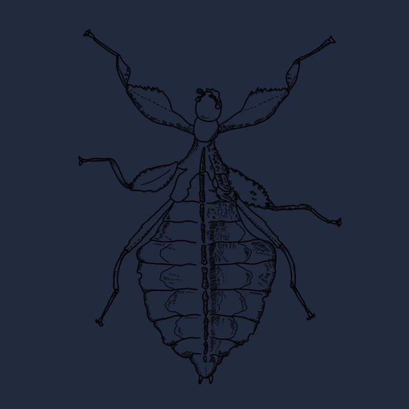 Feuille ambulante - Phylliidae - Terreur