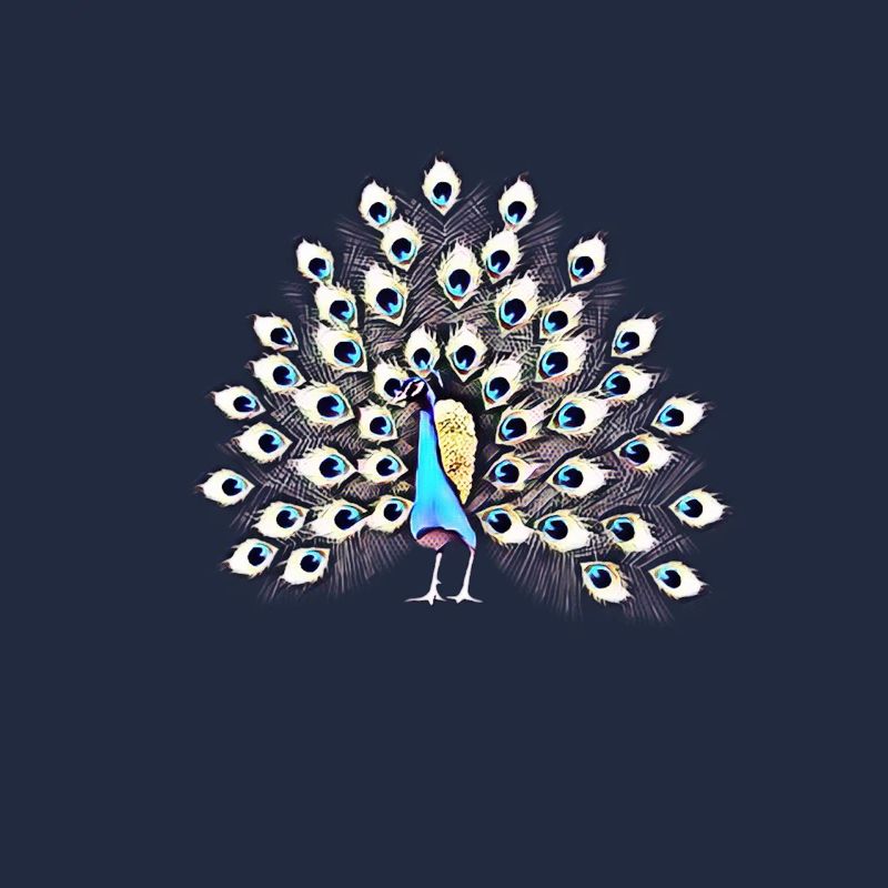 peacock