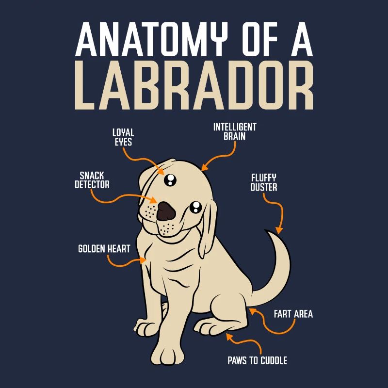 Anatomie Labrador