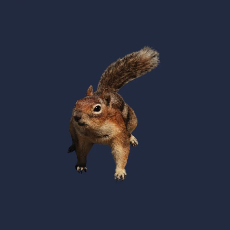 ein süßes Eichhörnchen