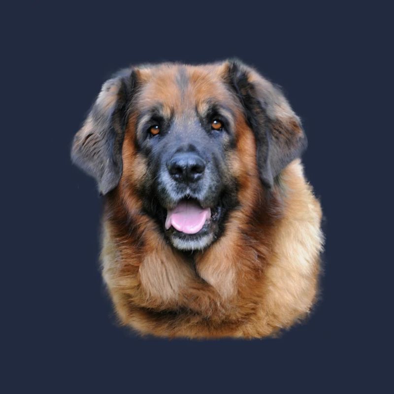 Leonberger Cadeau de conception de chiens