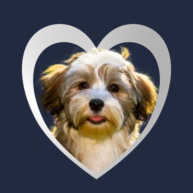 Havanese - Havanese Dog