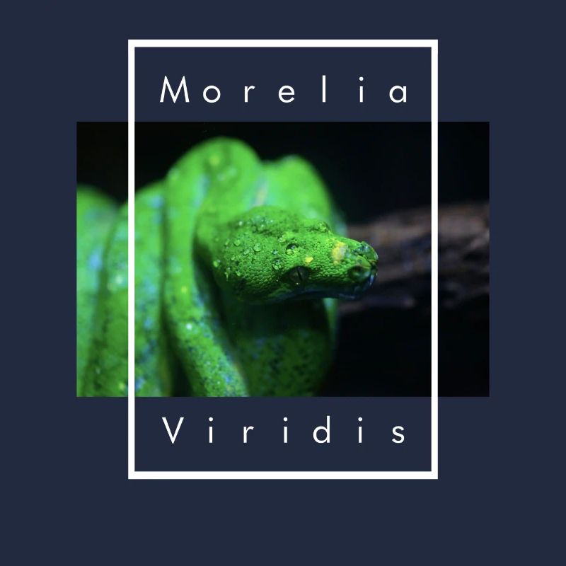 Morelia viridis Schlangenpfleger Grüner Baumpython