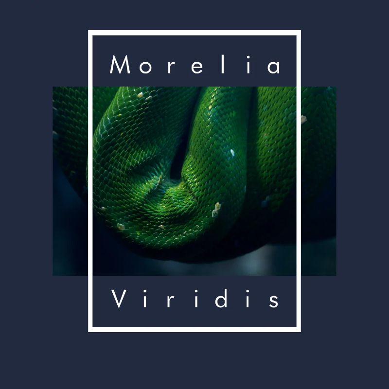 Grüner Baumpython Morelia viridis Schlange
