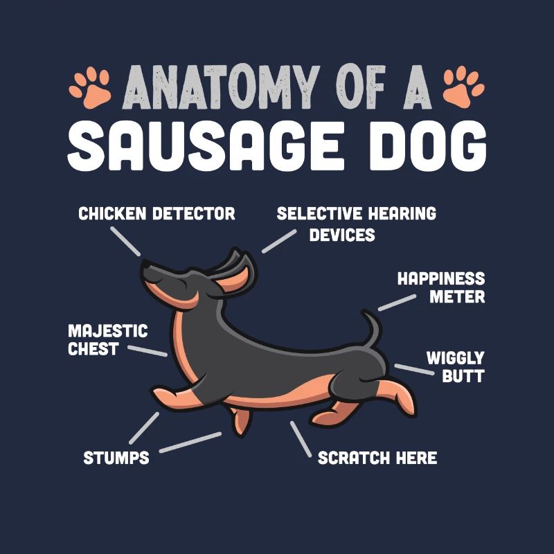 Anatomie d’un chien saucisse Drôle de teckel Cadeau